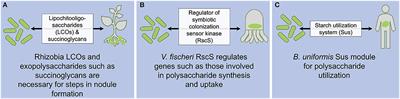 From Binary Model Systems to the Human Microbiome: Factors That Drive Strain Specificity in Host-Symbiont Associations